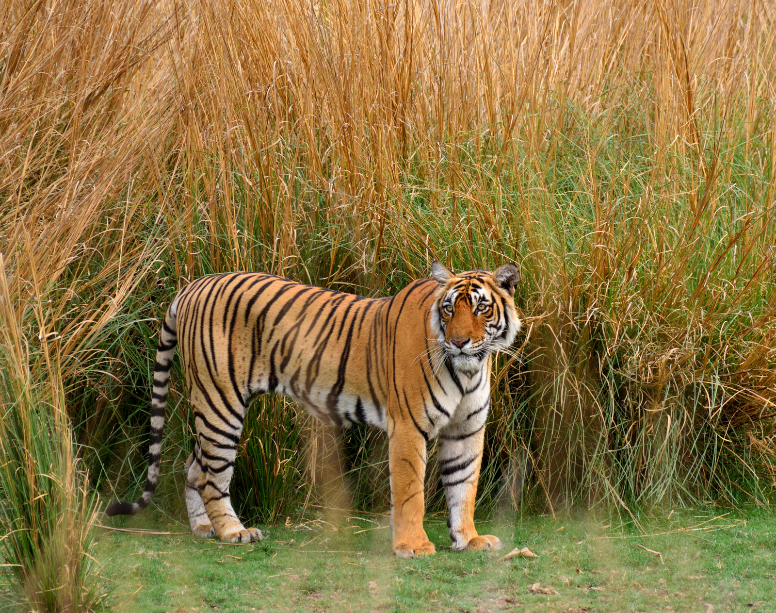 National Park in India
